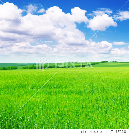 Green spring meadow Green spring meadow 7147320