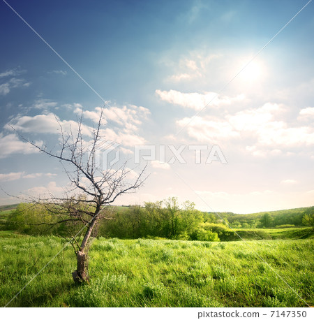 Old dry tree Old dry tree 7147350