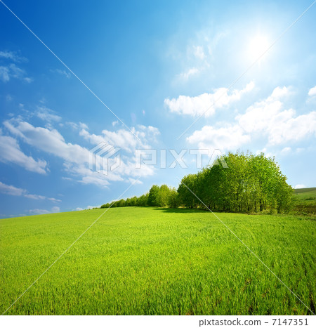 Field of grass and trees 7147351