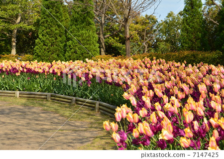 Awaji Island National Akashi Kaikyo Park Awaji Island National Akashi Kaikyo Park 7147425