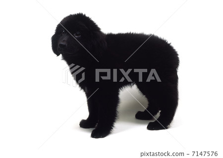 Newfoundland Newfoundland 7147576