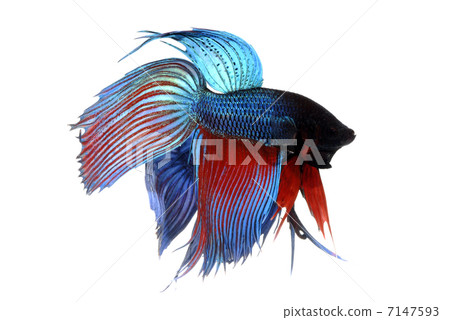 Better solid Better solid 7147593