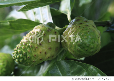 Noni fruit 7147672