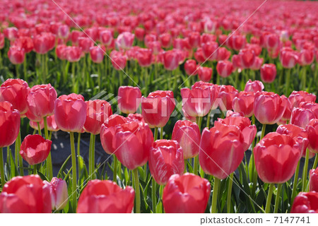 Red tulip 7147741