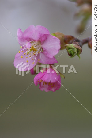 Kawazu cherry blossoms blooming in early spring (closeup) 7147753
