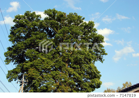 Big tree Big tree 7147819