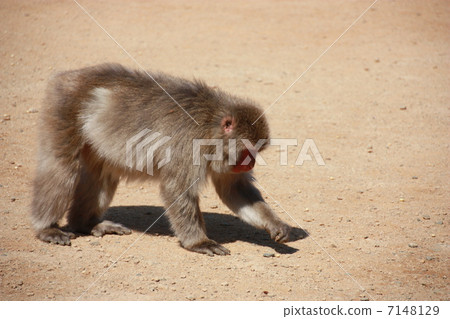 猴子/嵐山 7148129