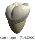 Second molar tooth 7148200