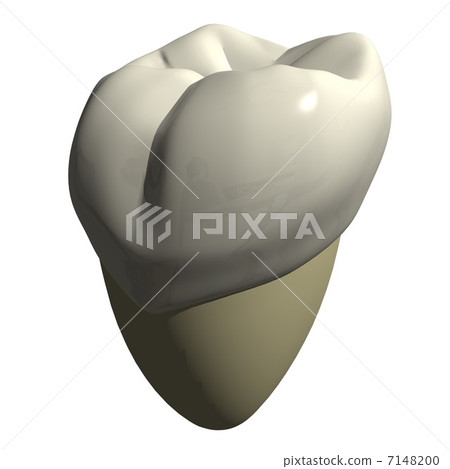 Second molar tooth 7148200