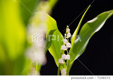 Vinillin花卉圖片素材 7148372