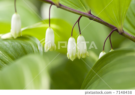 雜色的Amadorcolo 7148438