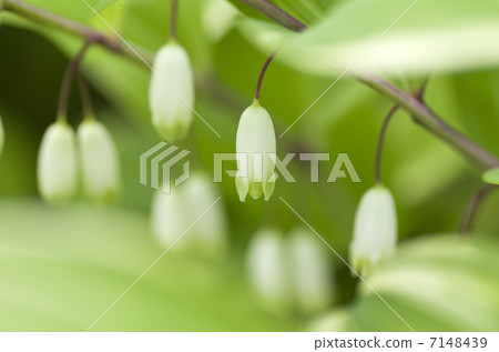 雜色的Amadorcolo 7148439