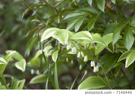 Variegated Amadorcolo 7148440