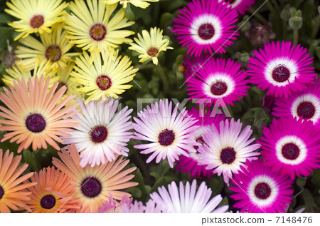 利文斯頓雛菊 利文斯頓雛菊 7148476