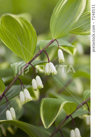 雜色的Amadorcolo 7148531