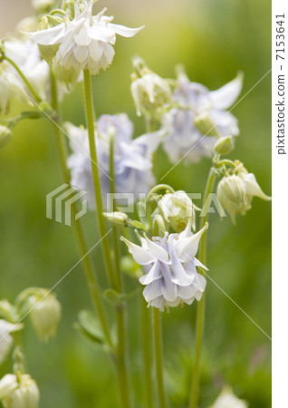 Columbine aquilegia Columbine aquilegia 7153641