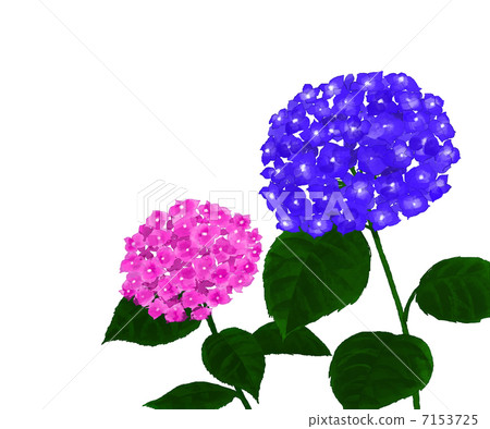 Hydrangea 7153725
