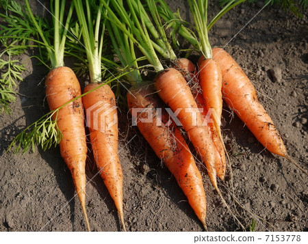 Ginseng Ginseng 7153778