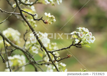 Yamanashi's flower 7153923