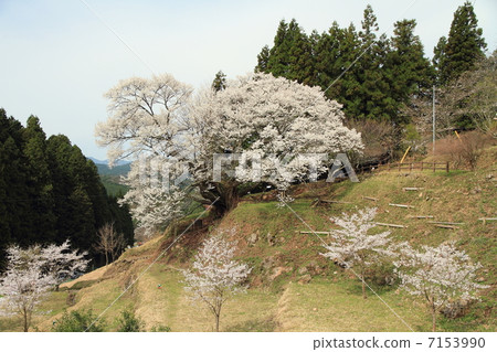Buddha Ryuji Millennium Cherry Blossoms 7153990