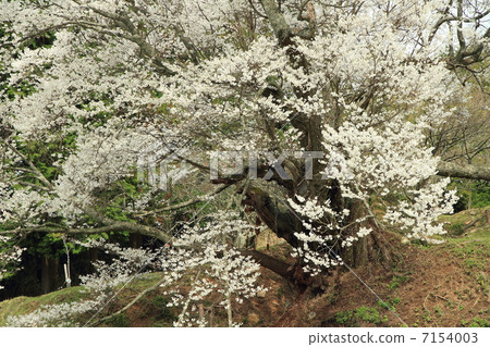 佛陀Ryuji千年櫻花 佛陀Ryuji千年櫻花 7154003