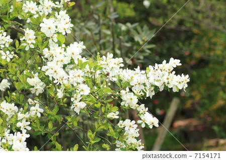 Ryukyu Bai flower 7154171