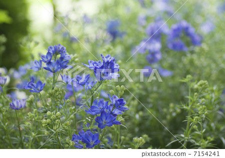 Delphinium Delphinium 7154241