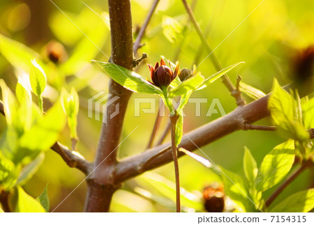 Kurobana Loubai Flower language: deep mercy Calycanthus floridus Linn 7154315