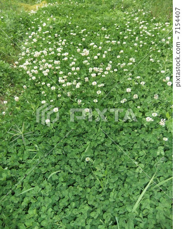 Clover Clover 7154407