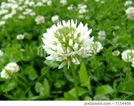 Clover Clover 7154408