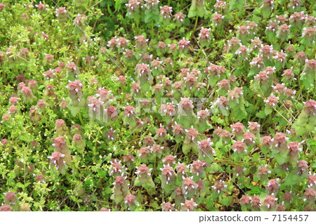 Flowers of Himeodorikosou 7154457