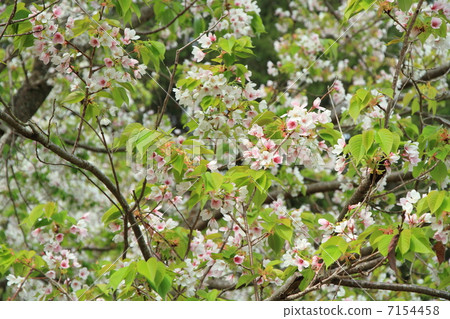 Soy Yoshino cherry tree Soy Yoshino cherry tree 7154458