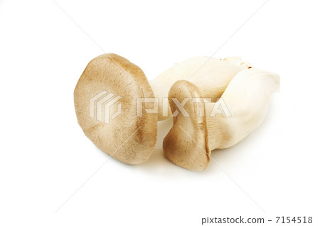king oyster mushroom king oyster mushroom 7154518
