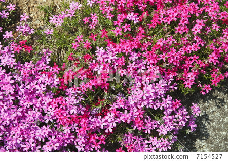 Shibazakura flowers Shibazakura flowers 7154527