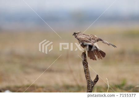 鱸魚的散射 鱸魚的散射 7155377