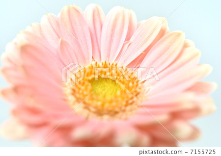 粉色非洲菊鮮花。 粉色非洲菊鮮花。 7155725