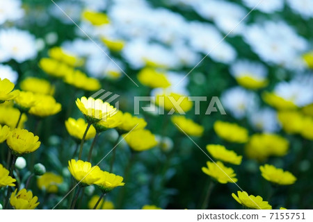 Chrisansemmu Mulchicore Chrisansemmu Mulchicore 7155751