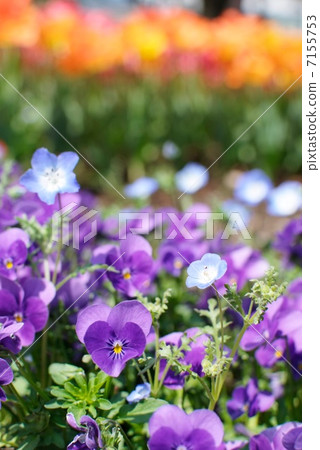 Viola and Nemophila Viola and Nemophila 7155753