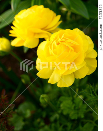 毛茛屬(黃色)花園 毛茛屬(黃色)花園 7155823