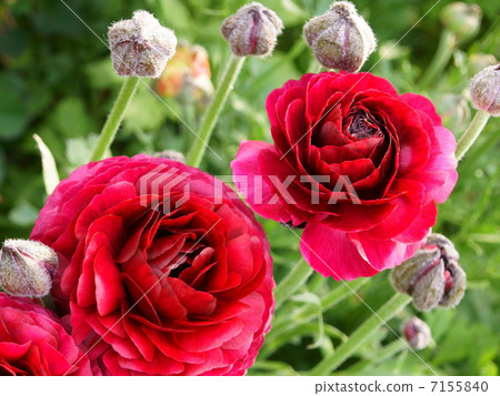 Ranunculus (wine red) flower garden Ranunculus (wine red) flower garden 7155840