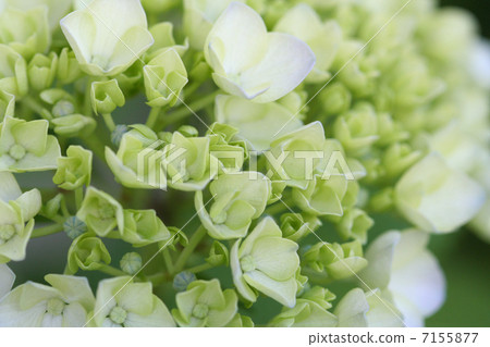 hydrangea hydrangea 7155877