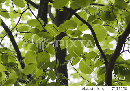 Hakuunboku Hakuunboku 7155950