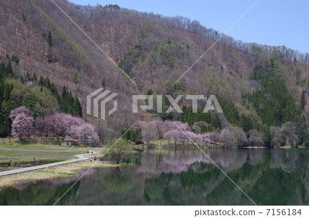 Spring of Shinshu Nakanishi Lake 7156184