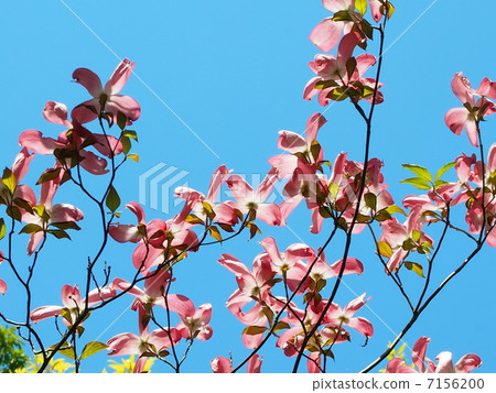  Dogwood flower 7156200