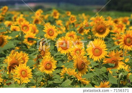 Sunflower field 7156371