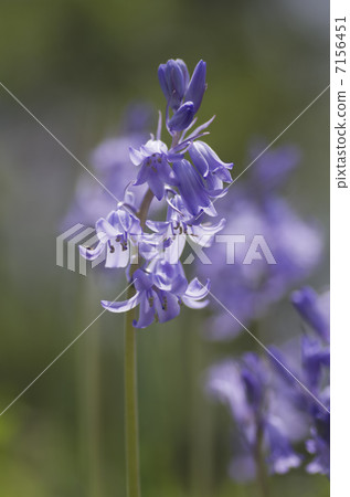 Tsurigane瑞士 7156451