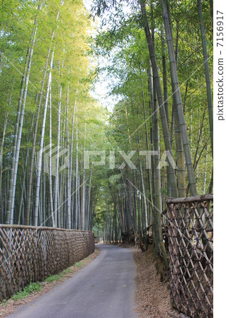 Bamboo fence 7156917