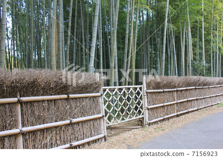 竹森林竹籬芭 7156923