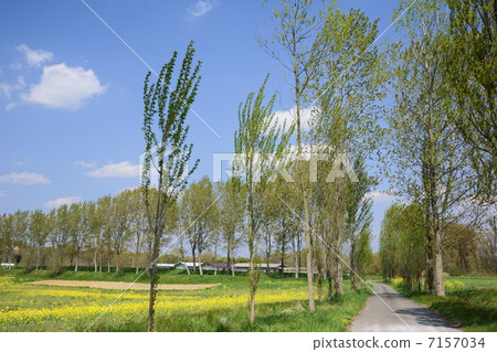 Poplar a tree path Poplar a tree path 7157034