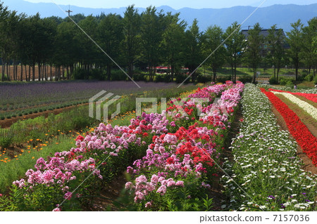 高原的花園 7157036